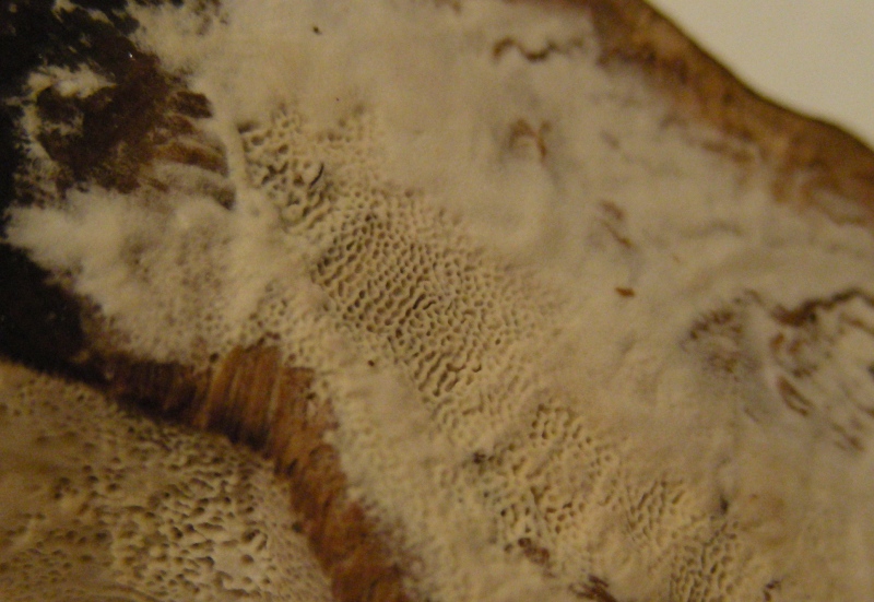 Lignicolo con voglia di vivere  - (Perenniporia fraxinea)